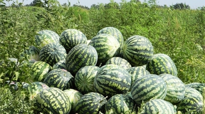 Откуда сейчас везут арбузы