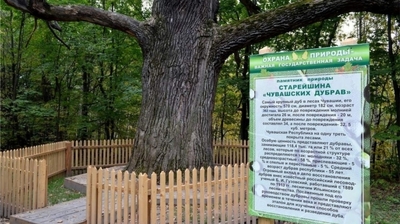 Старейшина чувашских дубов